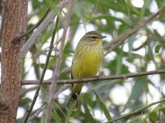 Setophaga palmarum hypochrysea