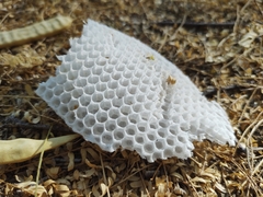 Apis mellifera