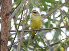 Setophaga palmarum hypochrysea