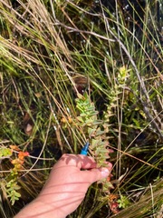 Hypericum myrtifolium