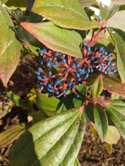 Viburnum davidii
