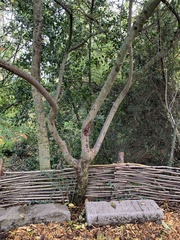 Cotoneaster salicifolius