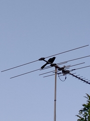 Eudynamys orientalis