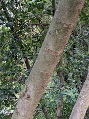 Cotoneaster salicifolius