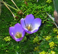 Gentianella cerastioides