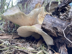Omphalotus nidiformis