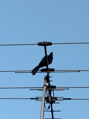 Eudynamys orientalis