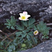 Haida Gwaii False Rue Anemone - Photo (c) dL thompson, some rights reserved (CC BY-NC-ND), uploaded by dL thompson
