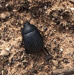 Eusattus reticulatus