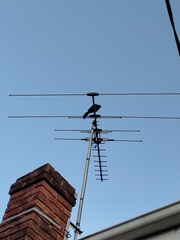 Eudynamys orientalis