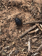 Eusattus reticulatus