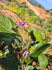 Solanum subinerme
