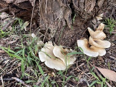 Omphalotus nidiformis