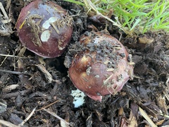Russula xerampelina