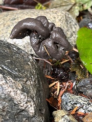 Helvella