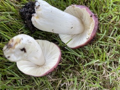 Russula xerampelina