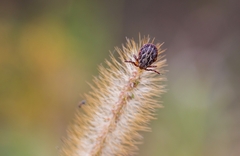 Dermacentor marginatus