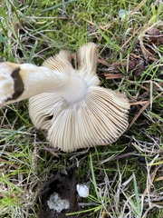 Russula xerampelina