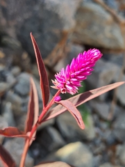 Celosia spicata