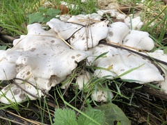 Leucocybe