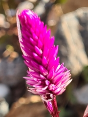 Celosia spicata