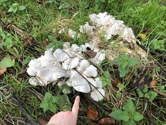 Leucocybe