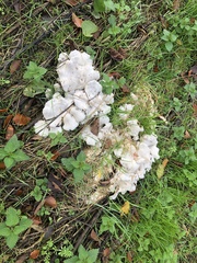 Leucocybe