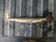 Lepisosteus oculatus