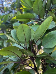 Cheirodendron trigynum