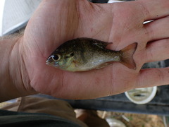 Lepomis aquilensis