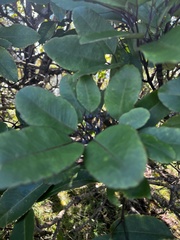 Cheirodendron trigynum