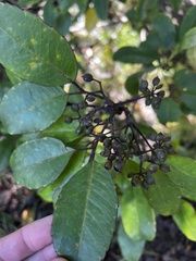 Cheirodendron trigynum