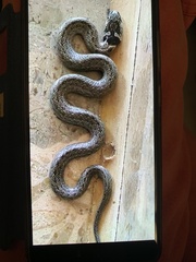 Macroprotodon brevis