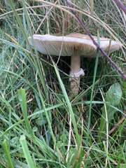 Macrolepiota mastoidea