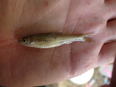 Notropis texanus