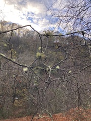 Usnea hirta