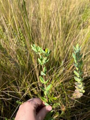 Hypericum myrtifolium
