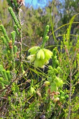 Erica sparrmanni