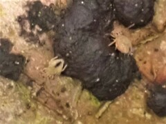 Dicyrtomina