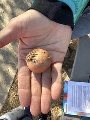 Andricus quercuscalifornicus