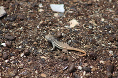 Leiocephalus barahonensis