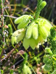 Erica sparrmanni
