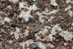 Leiocephalus barahonensis