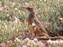 Chersomanes albofasciata garrula