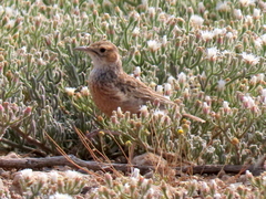 Chersomanes albofasciata garrula