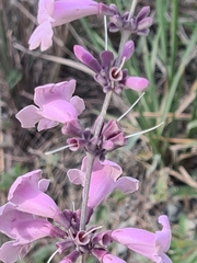 Fridericia