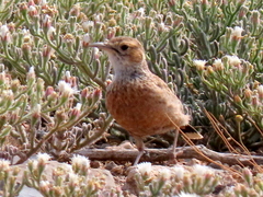 Chersomanes albofasciata garrula