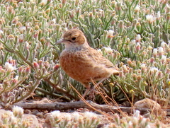 Chersomanes albofasciata garrula