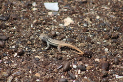 Leiocephalus barahonensis