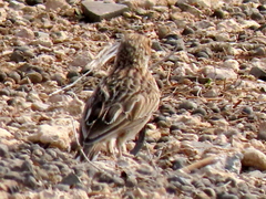 Chersomanes albofasciata garrula